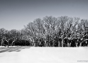 Snowfield