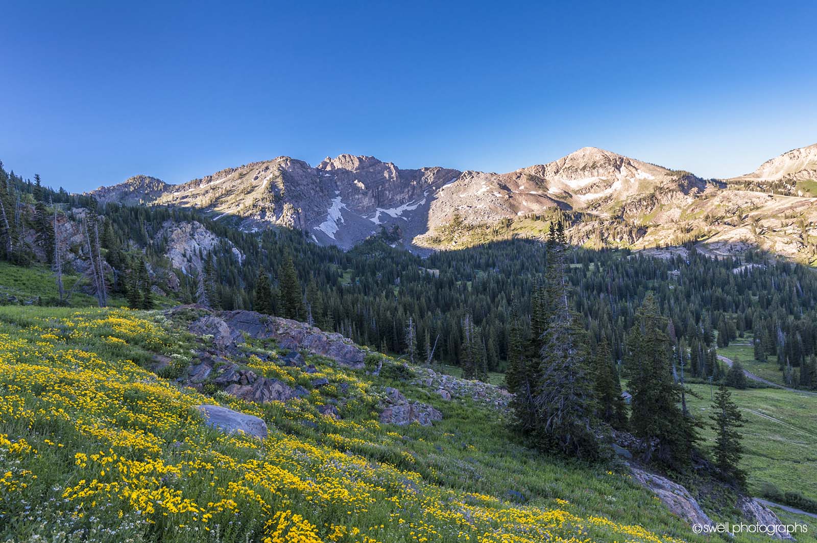 Albion Basin, Little Cottonwood Canyon, Utah