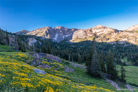 Albion Basin Wildflowers, Landscape Photography of the San Rafael Swell